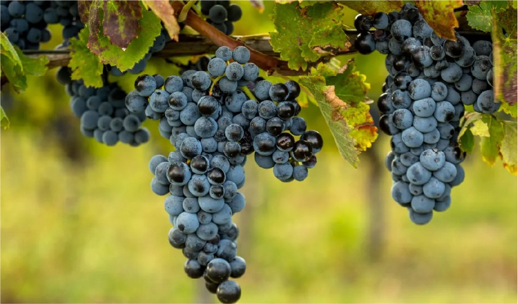 Khám Phá Aglianico: Giống Nho Đỏ Cổ Đại và Quý Giá của Ý